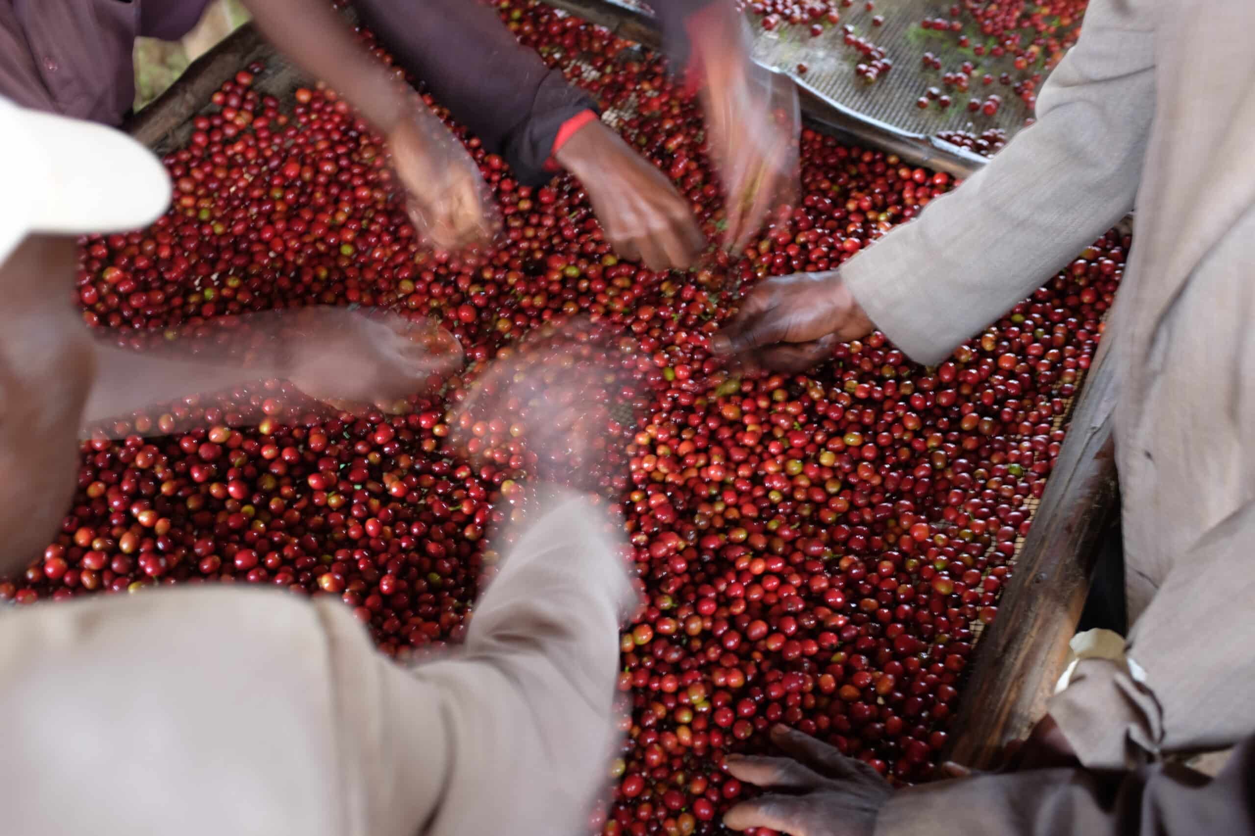 Burundi Coffee